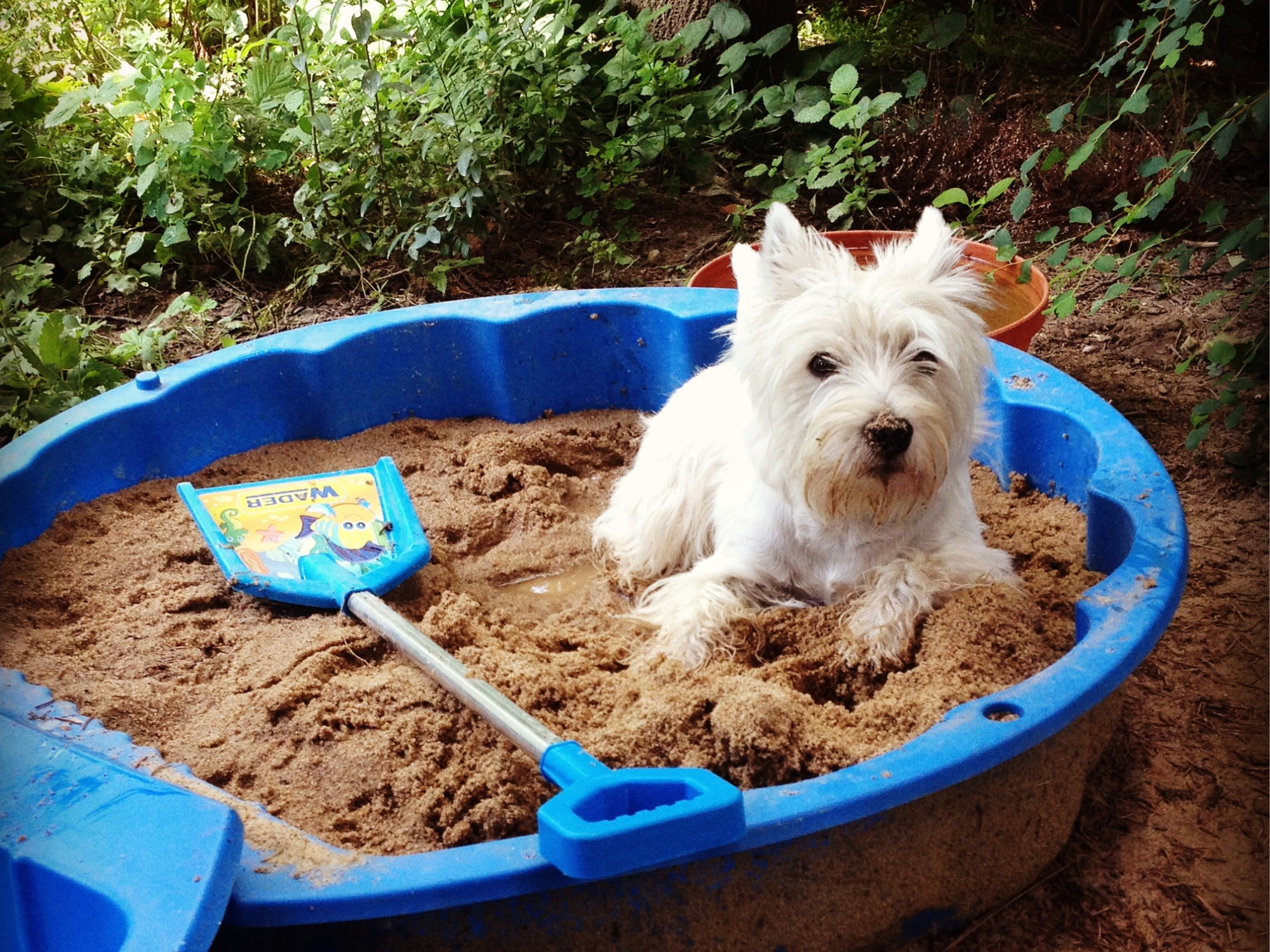 West highland white terrier. Podstawowe informacje – Pan ...
